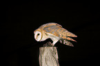 barn owl