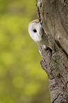 barn owl