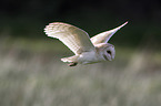 barn owl