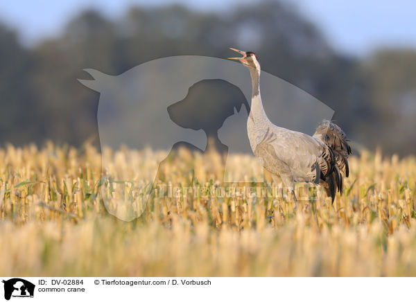 Grauer Kranich / common crane / DV-02884