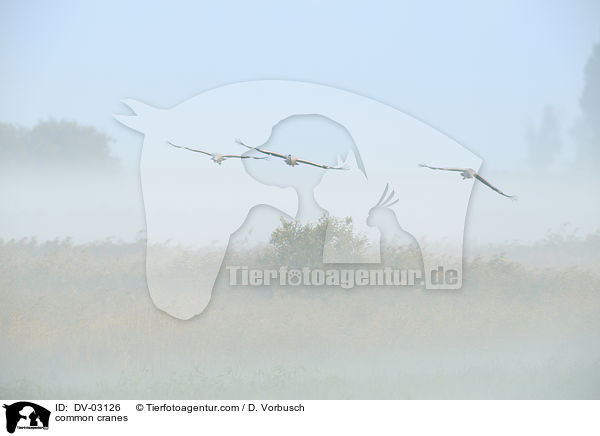 common cranes / DV-03126