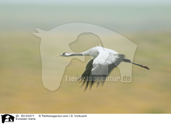 Eurasian crane / DV-03271