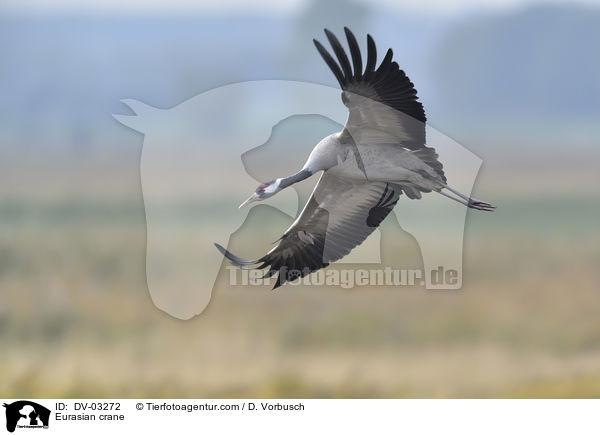 Eurasian crane / DV-03272