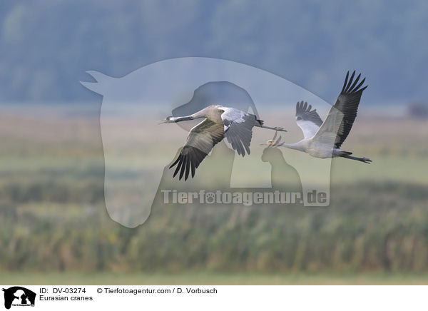 Eurasian cranes / DV-03274