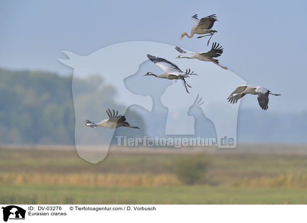 Eurasian cranes / DV-03276