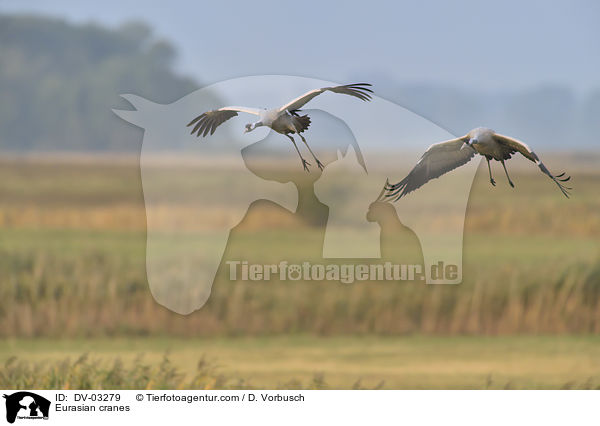 Eurasian cranes / DV-03279