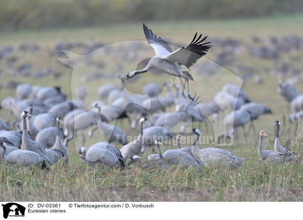 Eurasian cranes / DV-03361