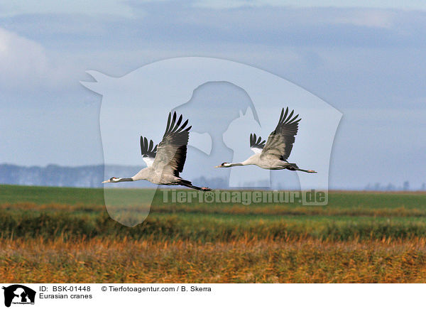 Graue Kraniche / Eurasian cranes / BSK-01448