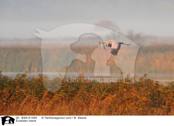 Grauer Kranich / Eurasian crane / BSK-01460