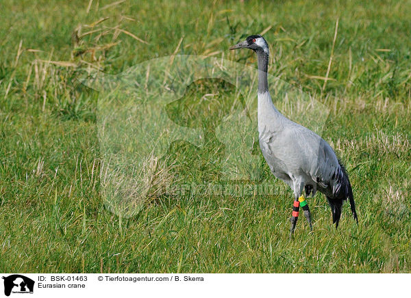 Grauer Kranich / Eurasian crane / BSK-01463