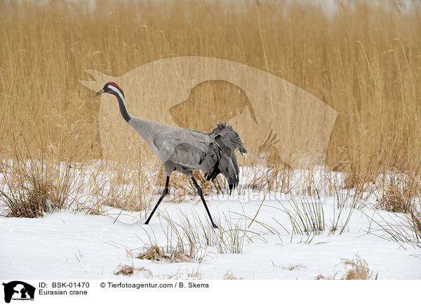 Grauer Kranich / Eurasian crane / BSK-01470