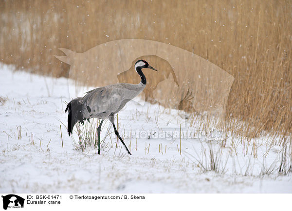 Grauer Kranich / Eurasian crane / BSK-01471