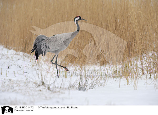 Grauer Kranich / Eurasian crane / BSK-01472