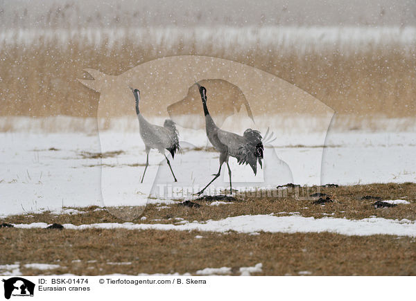 Graue Kraniche / Eurasian cranes / BSK-01474