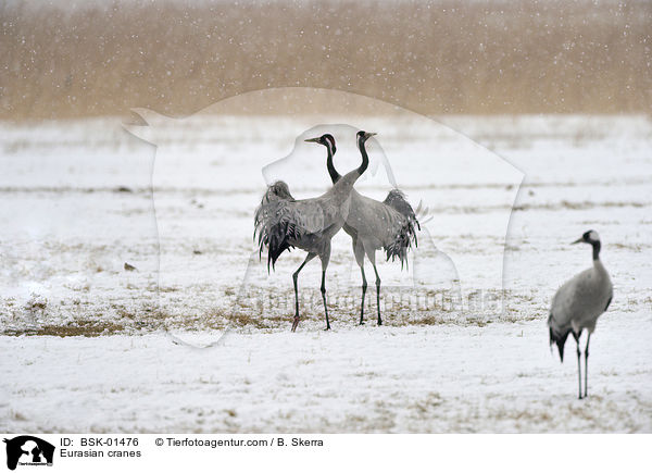 Graue Kraniche / Eurasian cranes / BSK-01476