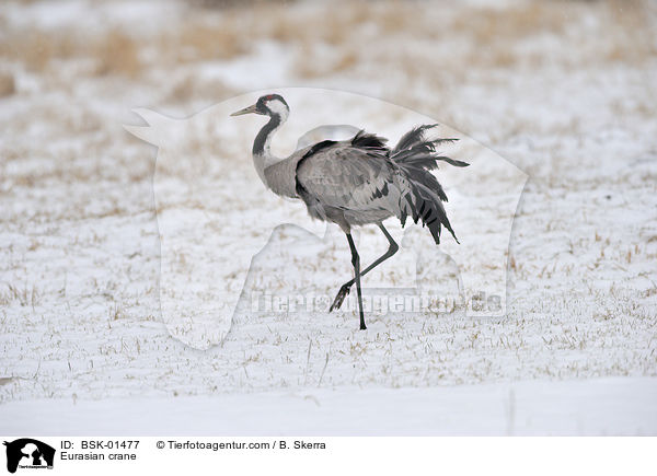 Grauer Kranich / Eurasian crane / BSK-01477