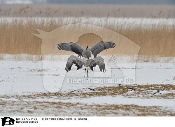 Graue Kraniche / Eurasian cranes / BSK-01478