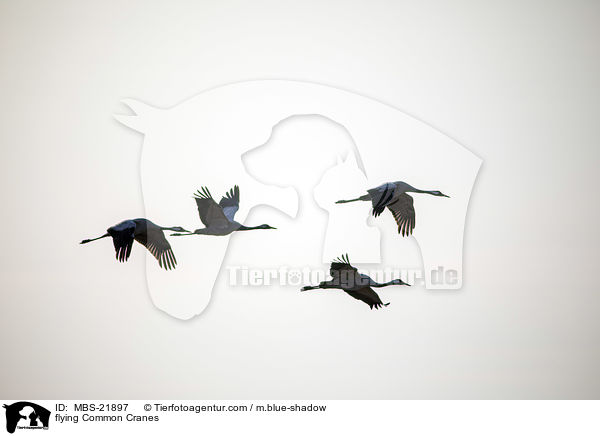 flying Common Cranes / MBS-21897