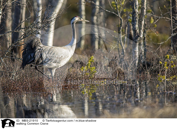 walking Common Crane / MBS-21910