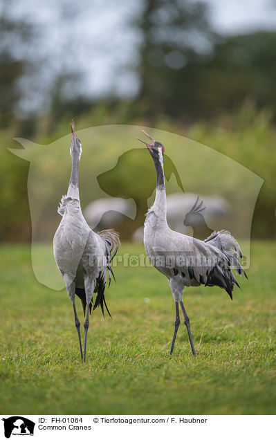 Common Cranes / FH-01064