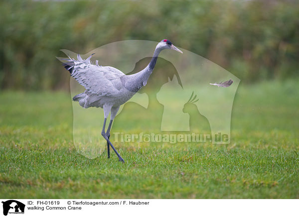 laufender Grauer Kranich / walking Common Crane / FH-01619