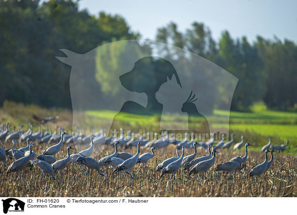 Common Cranes / FH-01620