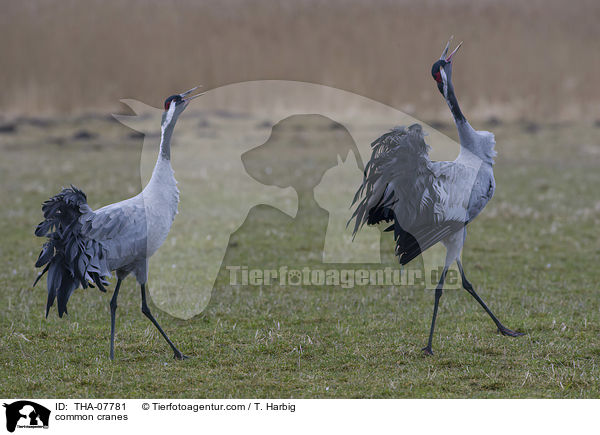 common cranes / THA-07781