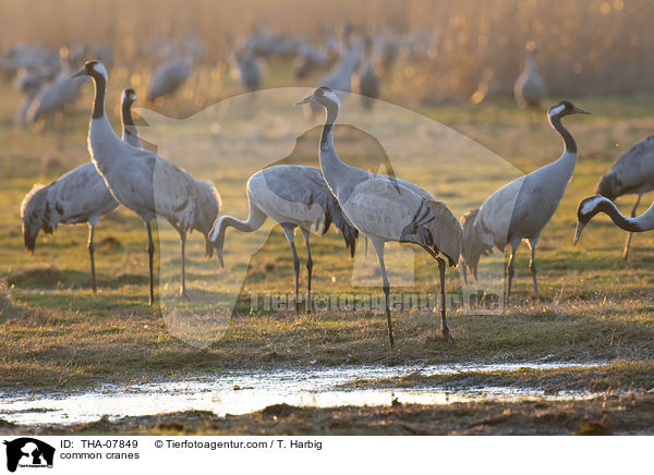 common cranes / THA-07849