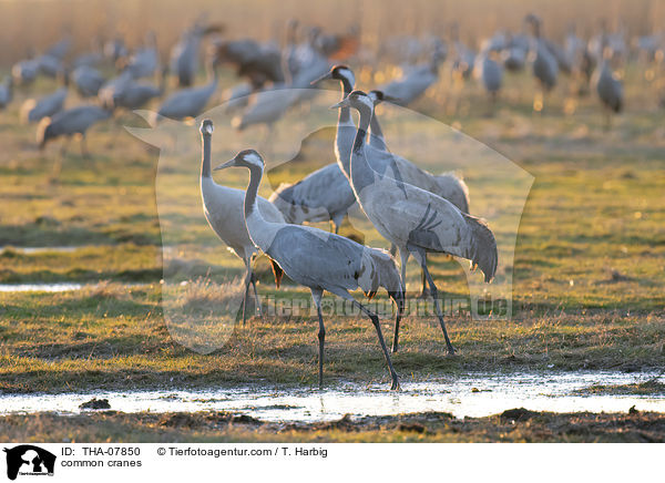 common cranes / THA-07850