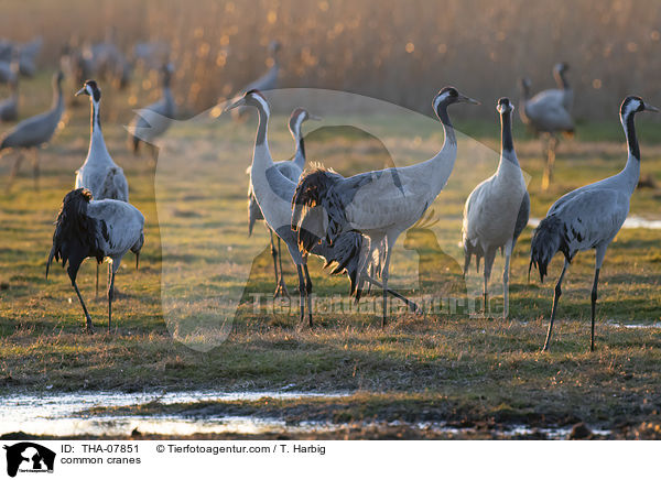 common cranes / THA-07851