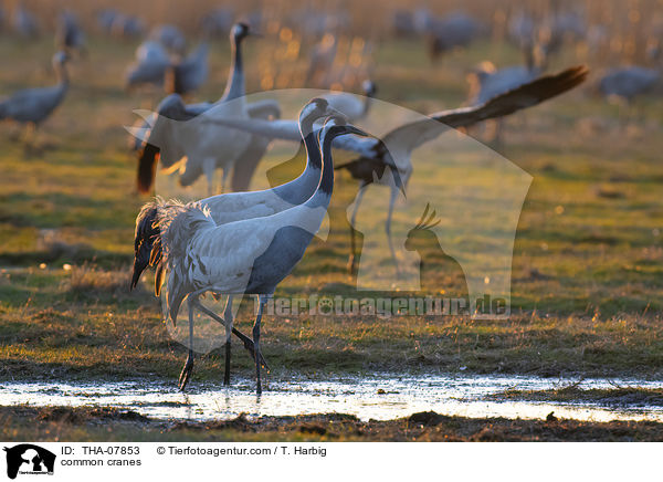 common cranes / THA-07853