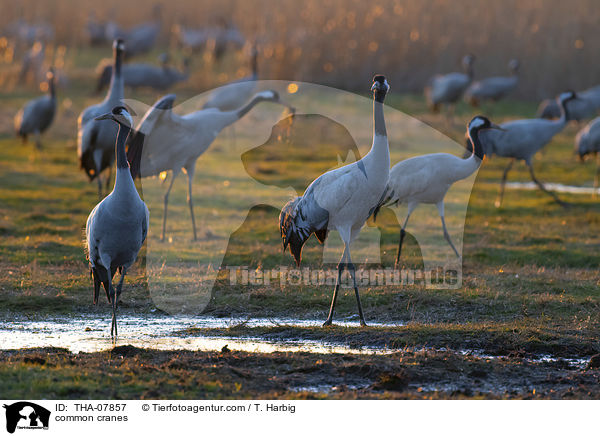 common cranes / THA-07857