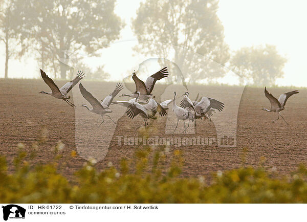 common cranes / HS-01722