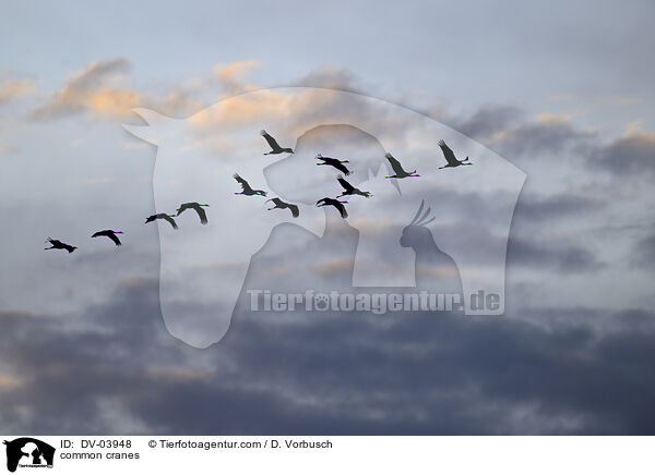 common cranes / DV-03948