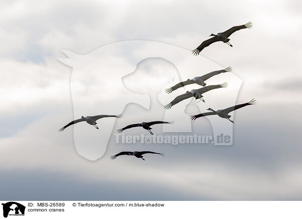 common cranes / MBS-26589