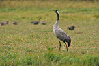 Eurasian crane