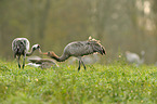 Eurasian cranes