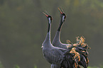 Eurasian cranes
