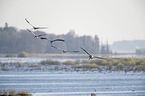 flying Common Cranes