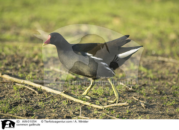 common gallinule / AW-01054