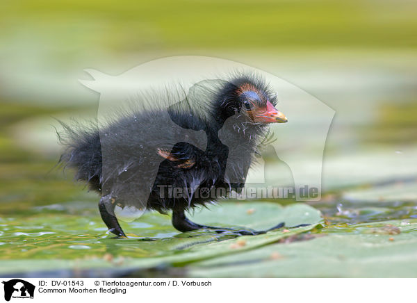 Common Moorhen fledgling / DV-01543