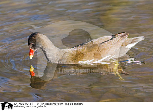 schwimmendes Teichhuhn / swimming common gallinule / MBS-02164