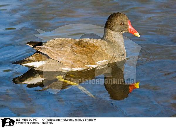 schwimmendes Teichhuhn / swimming common gallinule / MBS-02167