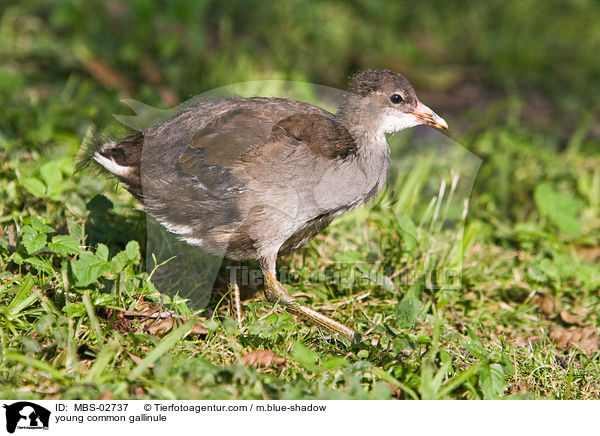 young common gallinule / MBS-02737