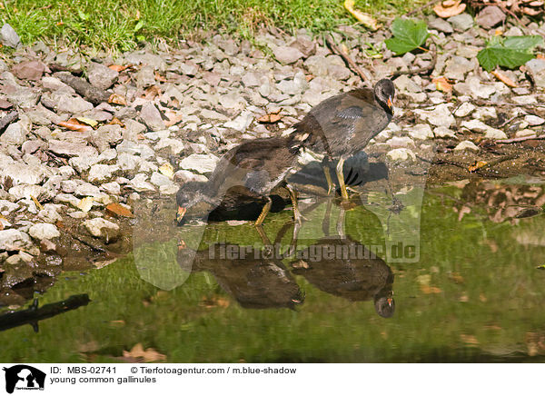 young common gallinules / MBS-02741