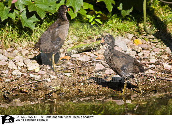 young common gallinule / MBS-02747