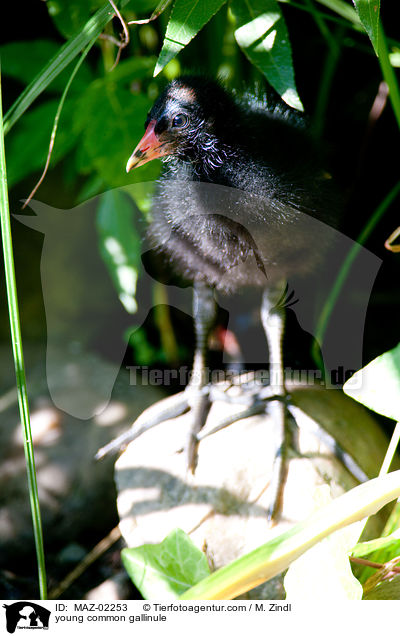 young common gallinule / MAZ-02253
