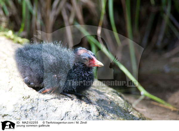 young common gallinule / MAZ-02255