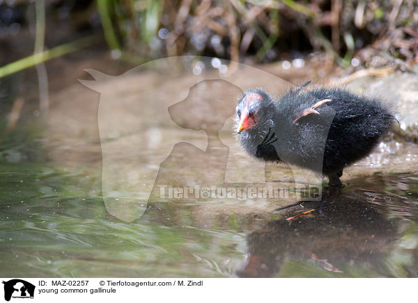 young common gallinule / MAZ-02257