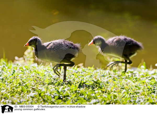 young common gallinules / MBS-05004